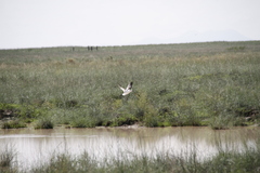 Recurvirostra americana