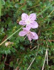 Rhodothamnus chamaecistus