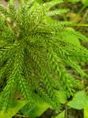 Dendrolycopodium