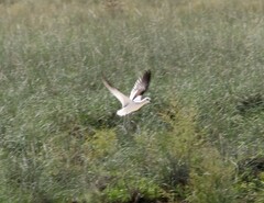 Recurvirostra americana