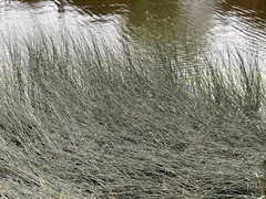 Schoenoplectus lacustris