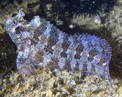 Parablennius gattorugine