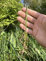 Schoenoplectus tabernaemontani