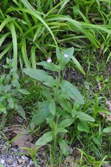 Epilobium parviflorum