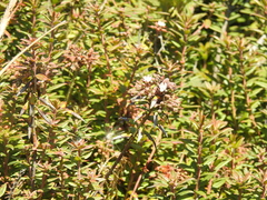 Rhododendron columbianum