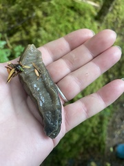 Ariolimax columbianus