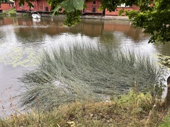 Schoenoplectus lacustris