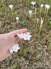 Zephyranthes