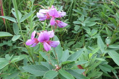 Desmodium canadense