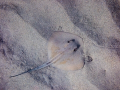Dasyatis