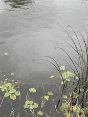 Schoenoplectus lacustris