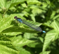 Erythromma najas