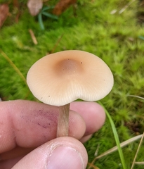 Entoloma strictius