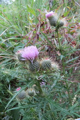 Cirsium discolor