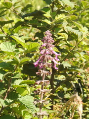 Stachys chamissonis