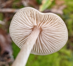 Entoloma strictius