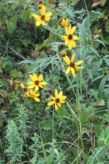 Coreopsis tripteris