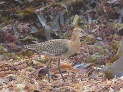 Limosa limosa