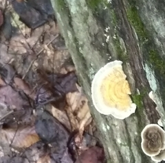 Trametes cubensis