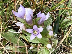 Gentianella ramosa
