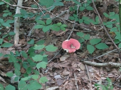 Russula rosacea