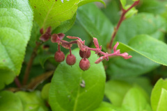 Gaultheria shallon