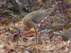 Limosa limosa
