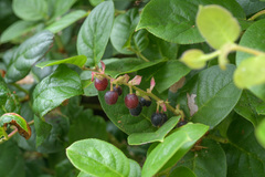 Gaultheria shallon