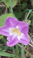 Maurandya antirrhiniflora
