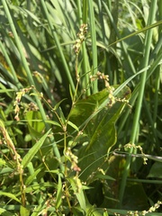 Persicaria hydropiper