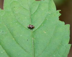 Clastoptera obtusa