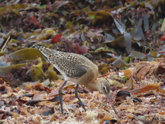 Limosa limosa