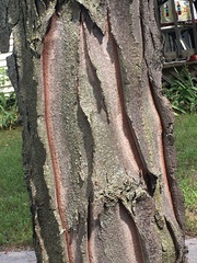 Gleditsia triacanthos