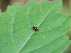 Clastoptera obtusa