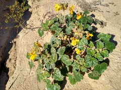 Proboscidea althaeifolia