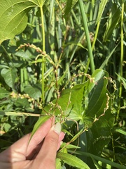Persicaria hydropiper