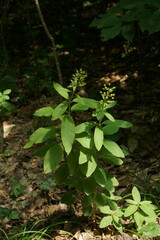 Lysimachia verticillaris