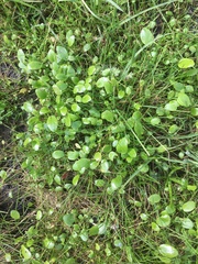 Ranunculus bonariensis trisepalus