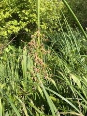 Schoenoplectus tabernaemontani