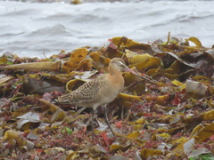 Limosa limosa