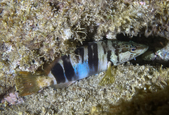 Serranus scriba