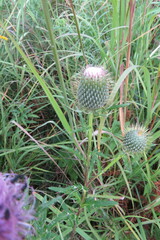 Cirsium discolor