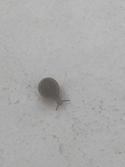Polygyra cereolus