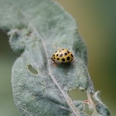 Psyllobora vigintiduopunctata