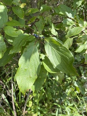 Cornus obliqua