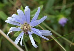 Symphyotrichum chilense