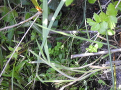 Campanula californica