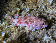 Scorpaena notata