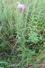 Cirsium discolor