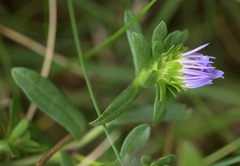 Symphyotrichum chilense